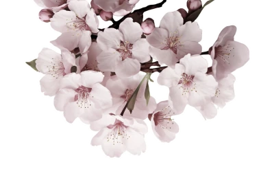 Japanesse Flower Sakura Planner