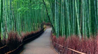 arashiyama photo images