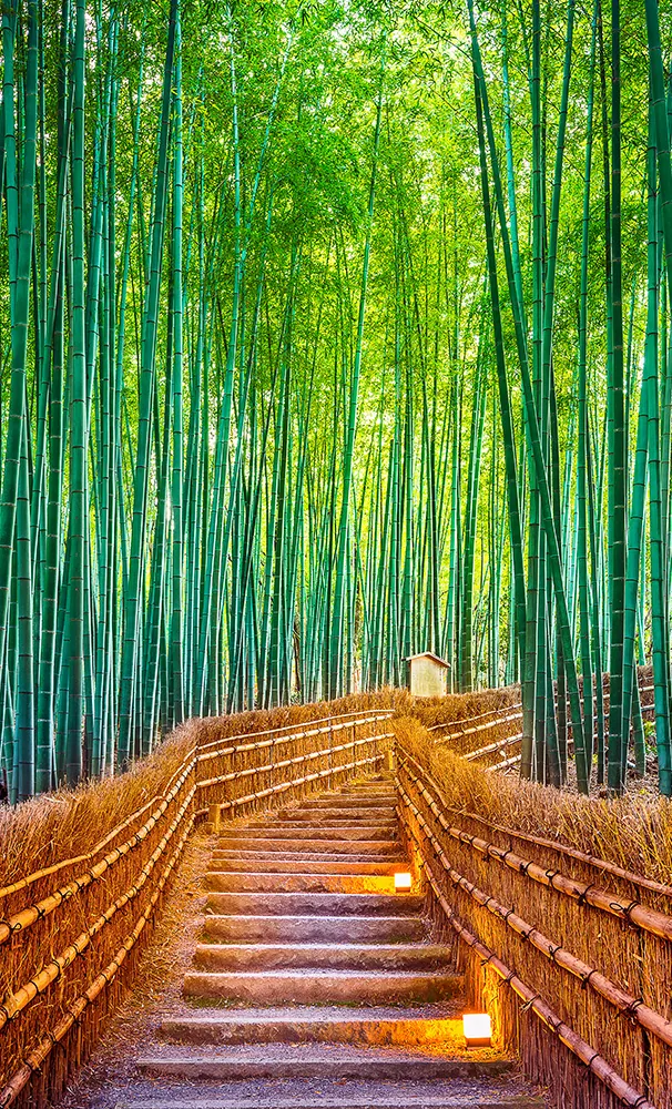 Rumpun Bambu Arashiyama adalah hutan bambu alami di Arashiyama, Kyoto, Jepang